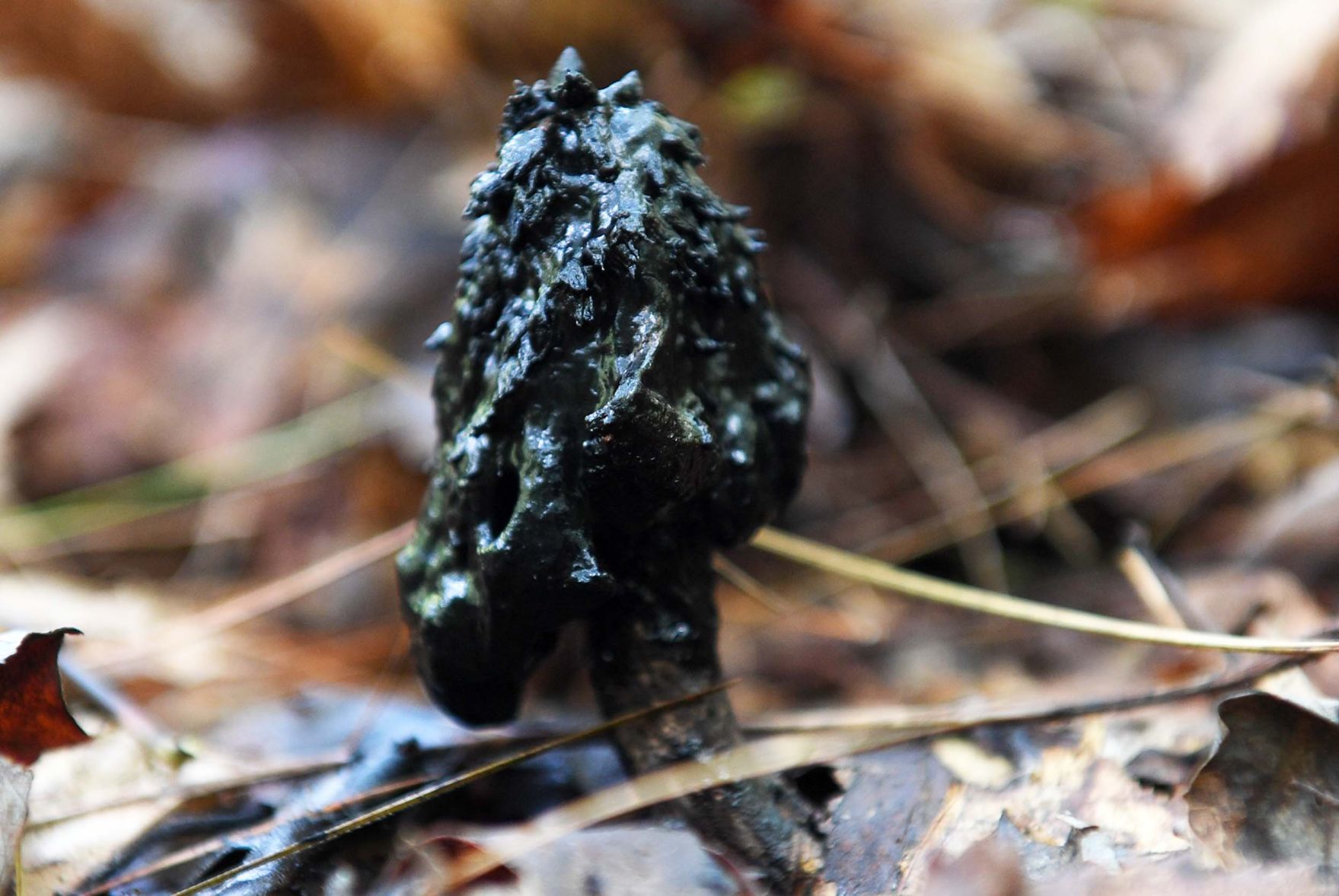 Pennsylvania Mushroom H.jpg